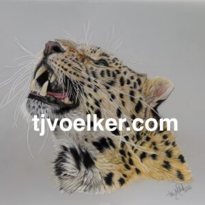 Amur Leopard