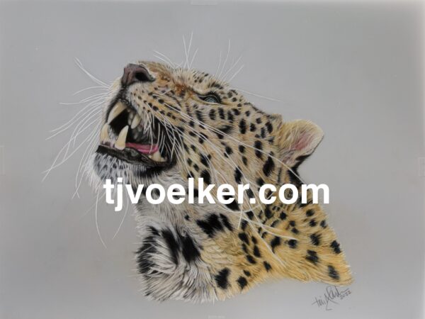 Amur Leopard