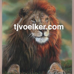 Sonlight (Red Lion)